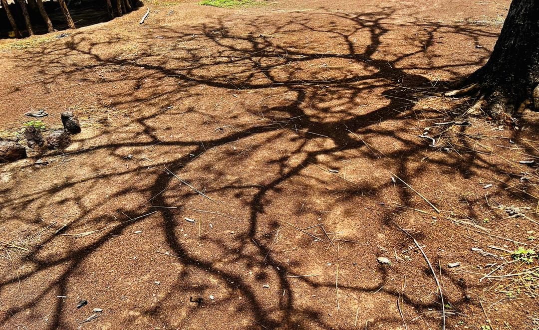 Read more about the article The Green Wall of Hope: Environmental Revival in Gashua, Nigeria